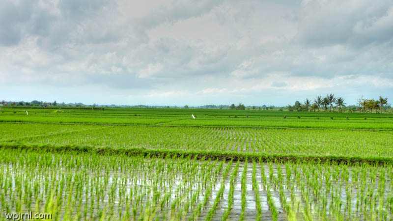 Rice Fields Landscape, Bali Indonesia