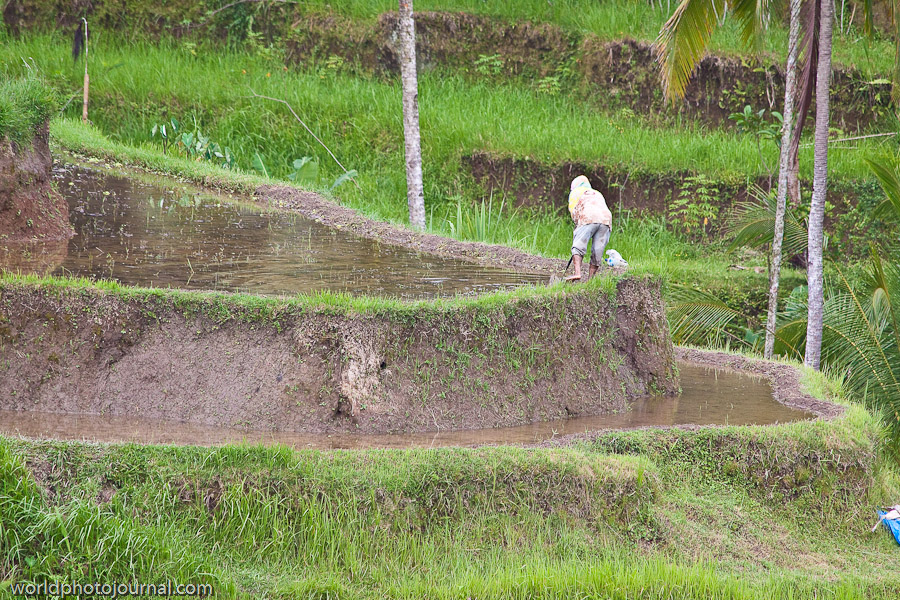 Rice Fields near Ubud, Bali Indonesia