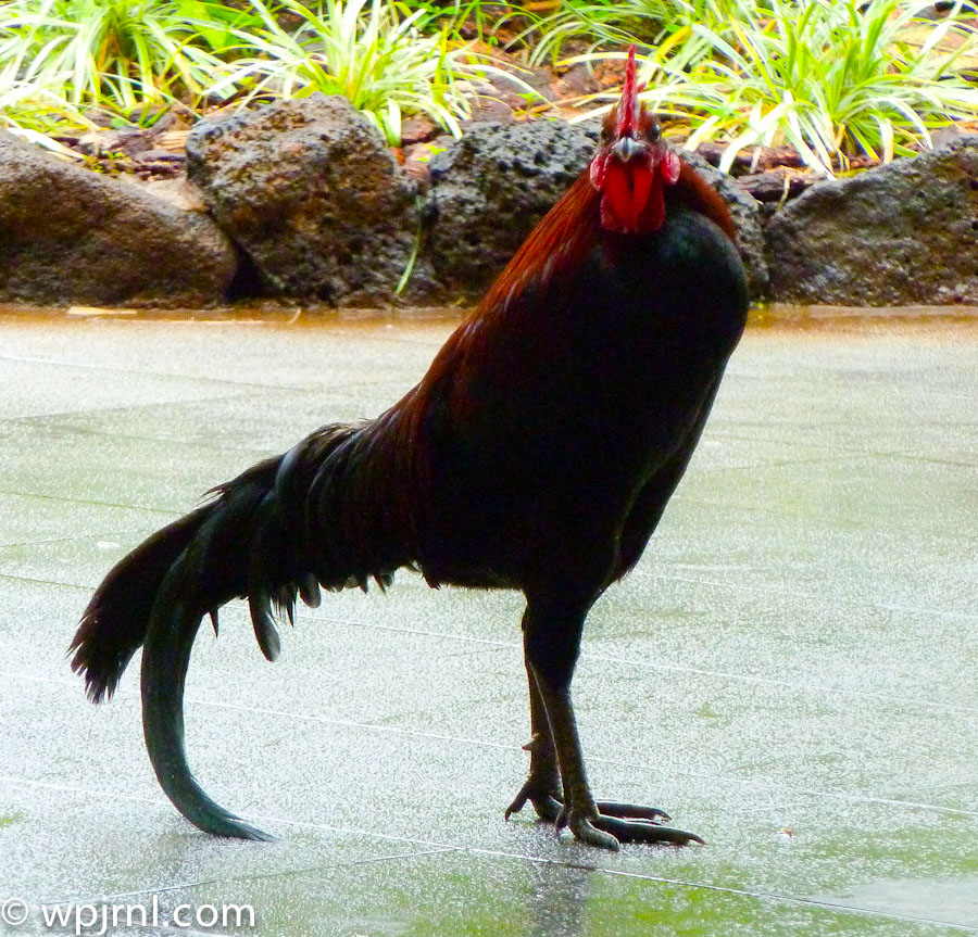 Rooster in Rural Village, Southeast Asia