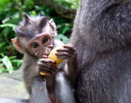 Sacred Monkey Forest Sanctuary, Ubud Bali Indonesia
