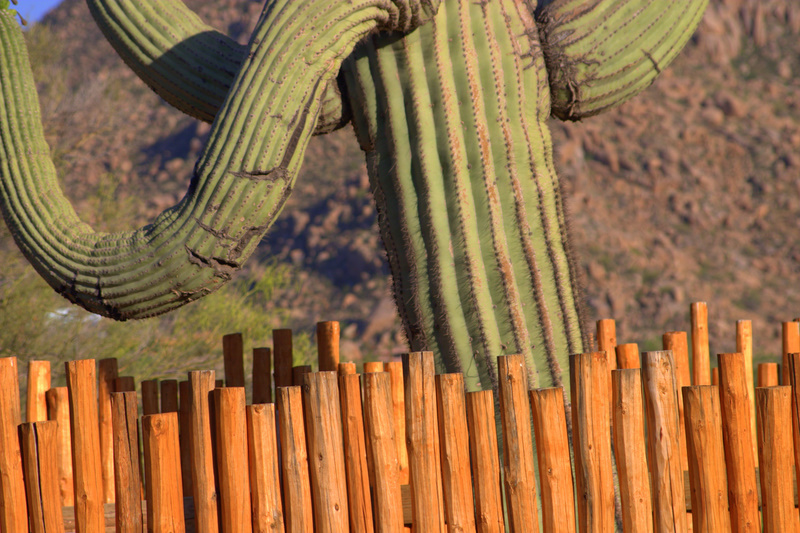 Saguaro Cactus Country, Sonoran Desert Arizona