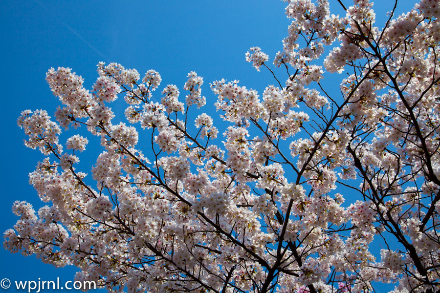 Sakura Cherry Blossoms, Japan