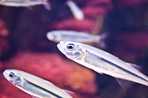 San Sebastian Aquarium, Spain