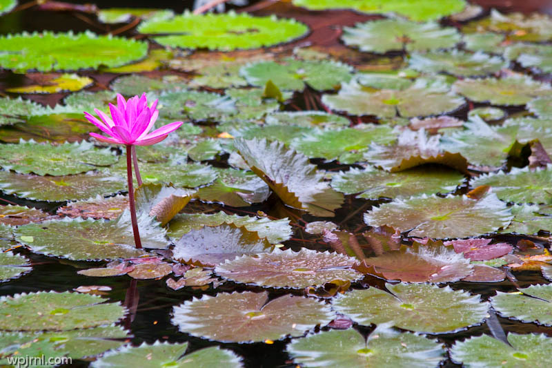 Saraswati Pond Water Lily Garden, India