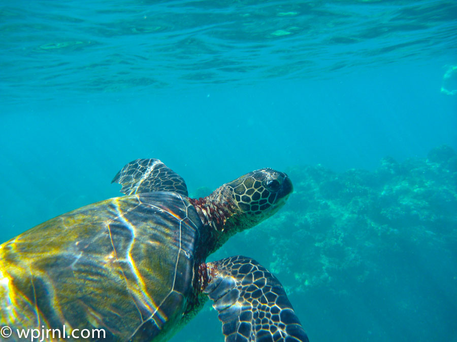 Sea Turtle Snorkeling, Maui Hawaii