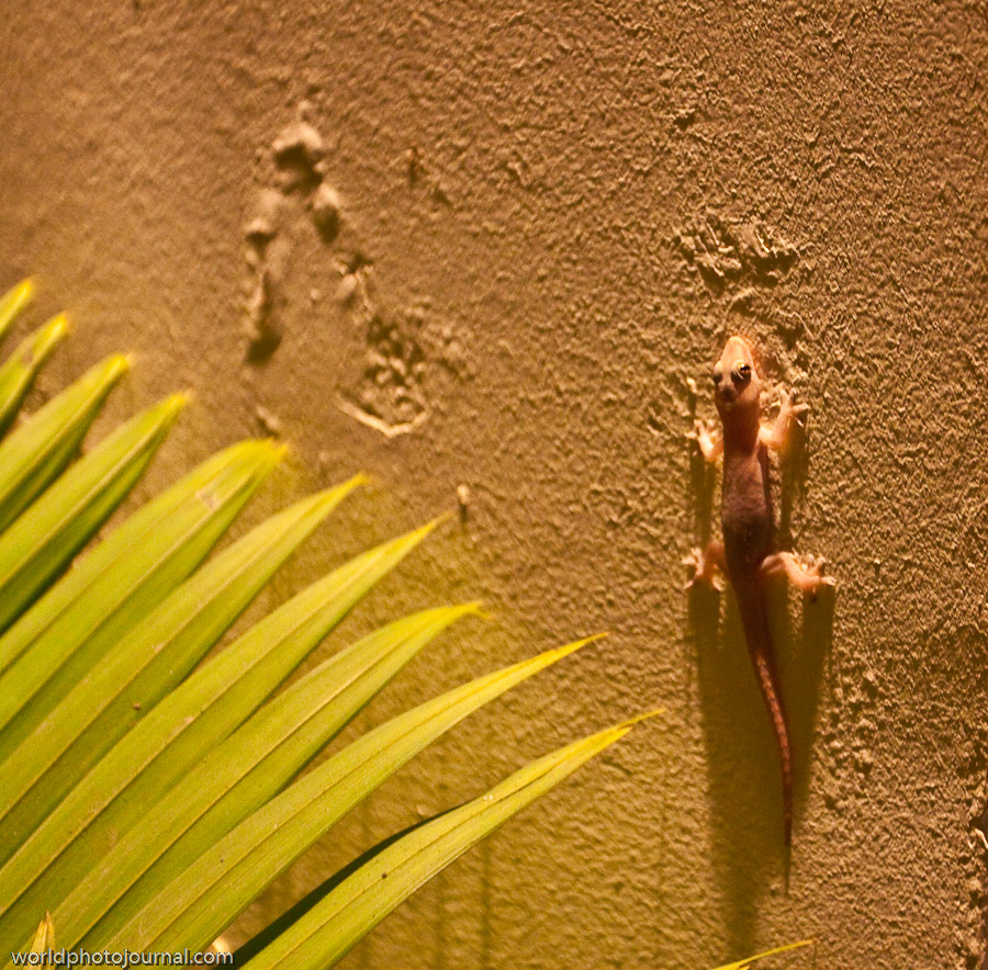 Siem Reap, Cambodia - Tropical Wildlife Destination