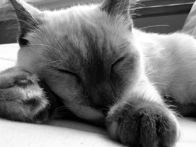 Simone the Sleeping Siamese, A Cozy Window Nap Spot