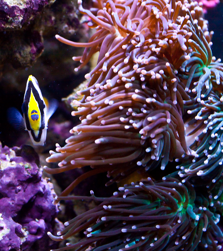 Singapore Coral Reef Aquarium Experience