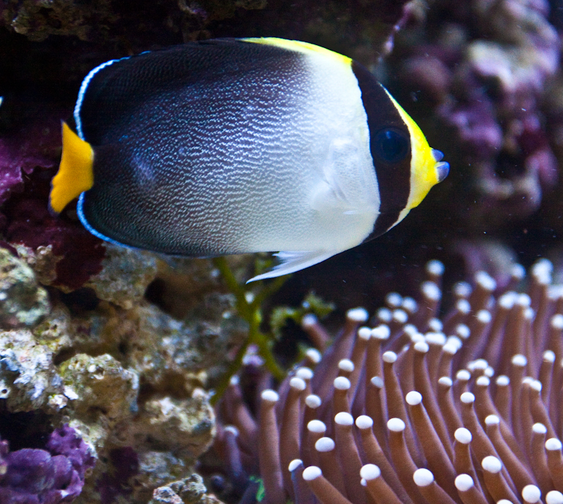 Singapore Aquarium - Marine Life Exhibition, Singapore