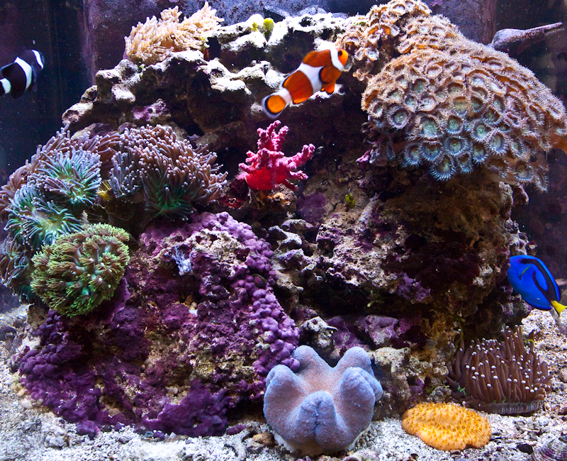 Solana Reef Aquarium Display - Home Saltwater Tank