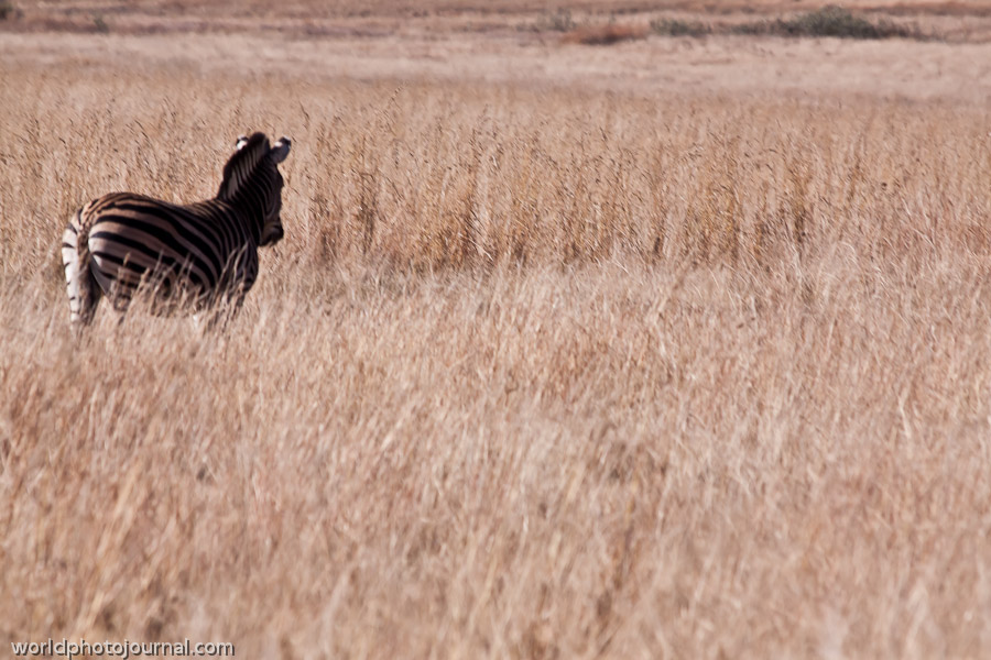 South African Savanna Wildlife Reserve, South Africa