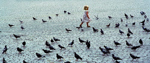 St. Peter's Square Pigeons, Vatican City Rome Italy