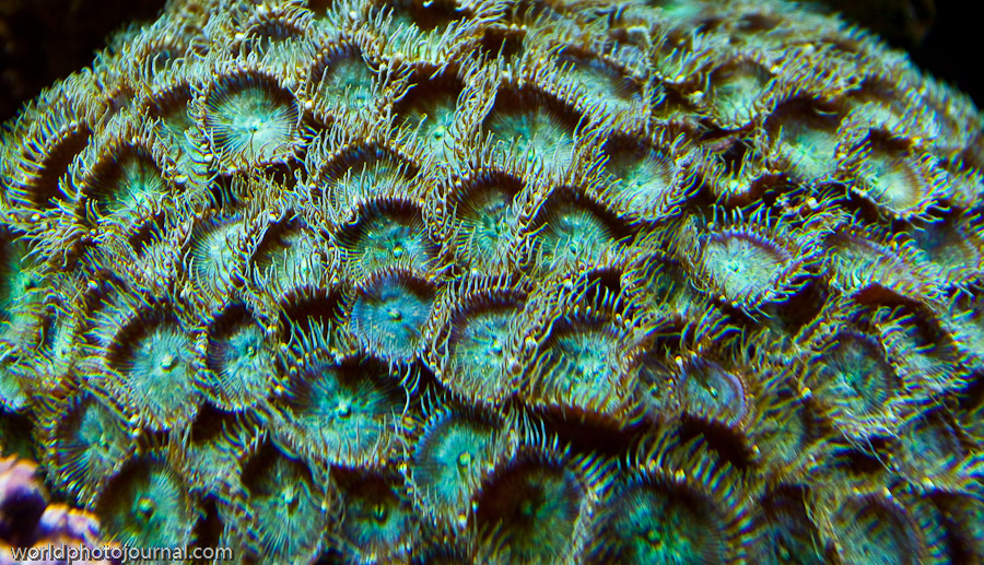 Super Green Zoas Coral Colony, Saltwater Aquarium