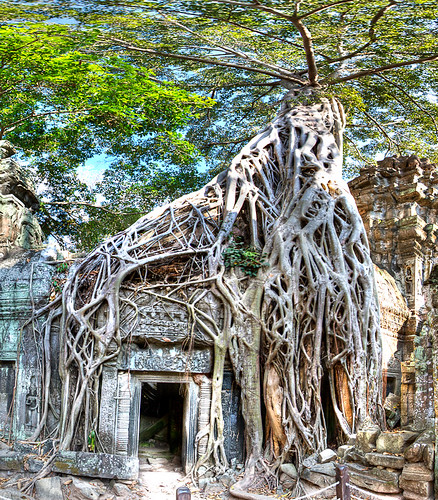 Ta Prohm Temple, Angkor Archaeological Park Cambodia