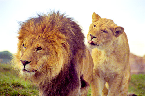 Toronto Zoo Lion Exhibit, Toronto Canada