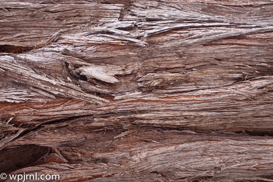 Weathered Log Texture, Forest Nature