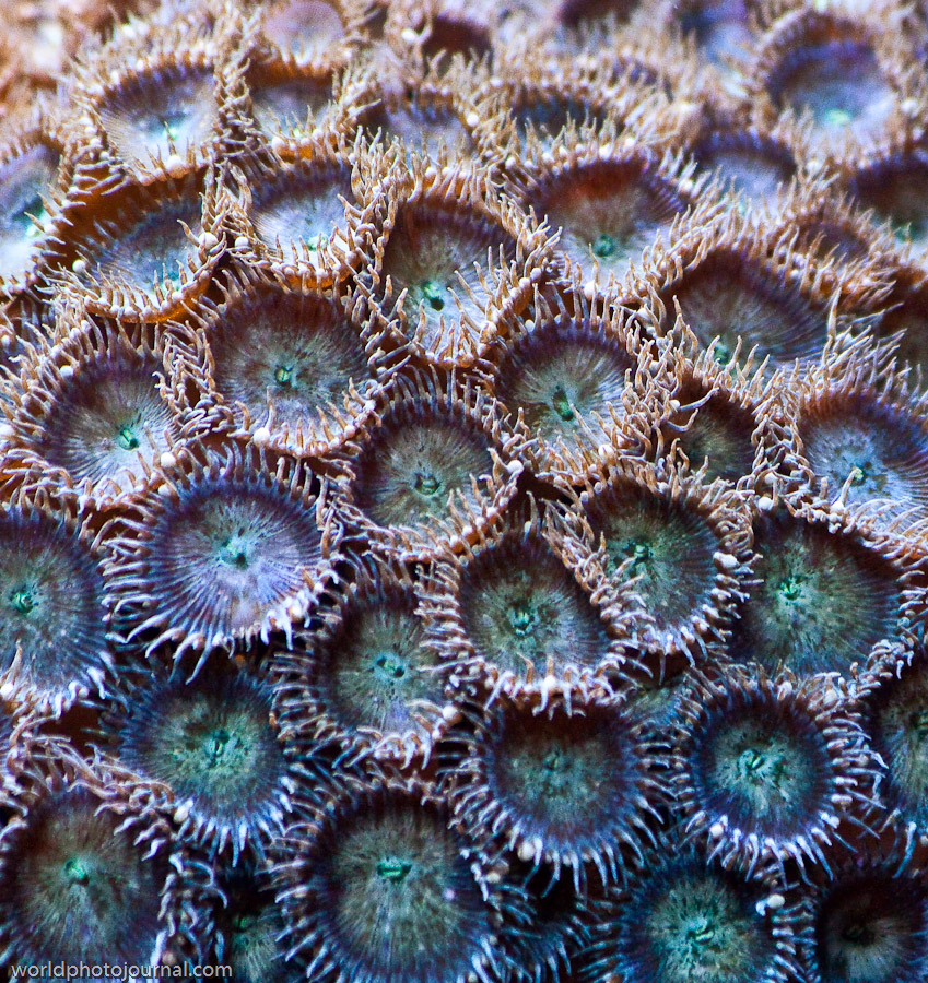 Zoanthids Coral Colony, Saltwater Aquarium